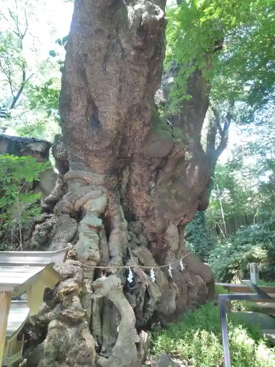 來宮神社の自然