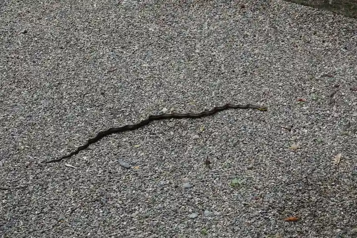 早馬神社の動物