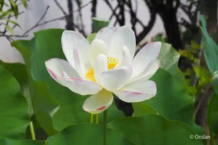 法華寺(奈良県)