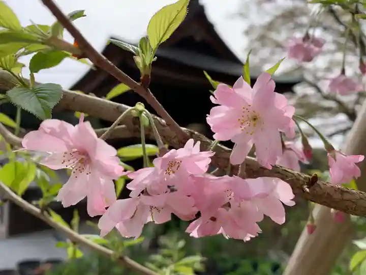 普門寺(切り絵御朱印発祥の寺)(愛知県)