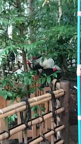 大崎八幡宮の動物