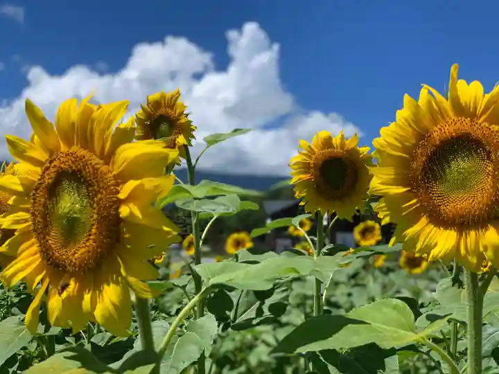 山中浅間神社の自然