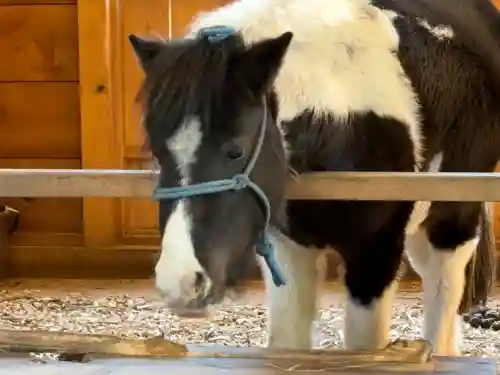 平塚八幡宮の{uncategorized: "未分類", other: "その他", undefined: "問題あり", building: "その他建物", grave: "お墓", sacred_gate: "鳥居", guardian: "狛犬", statue: "像", buddha: "仏像", history: "歴史", nature: "自然", garden: "庭園", animal: "動物", pagoda: "塔", temizu: "手水舎", mountain_gate: "山門・神門", sanctuary: "本殿・本堂", subordinate: "末社・摂社", art: "芸術", scenery: "景色", jizo: "地蔵", ema: "絵馬", goshuin: "御朱印", omikuji: "おみくじ", items: "授与品その他", amulet: "お守り", goshuincho: "御朱印帳", eats: "食事", festival: "お祭り", votive_dance: "神楽", shichigosan: "七五三参", wedding: "結婚式", experience: "体験その他", initially: "初詣", around: "周辺", anti_infection: "感染症対策"}