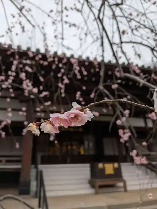 妙法寺(東京都)