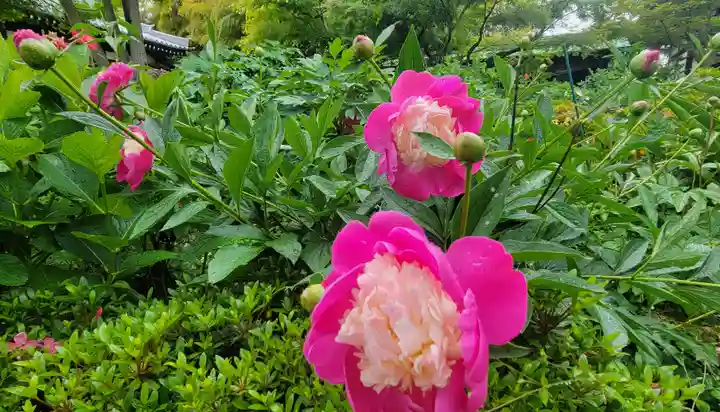 浄明院(愛媛県)