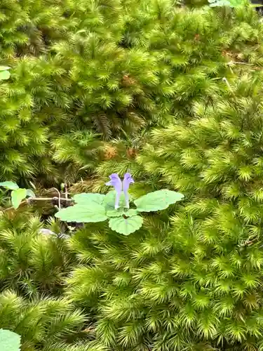 平泉寺白山神社(福井県)