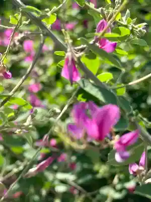 勝念寺（かましきさん）(京都府)