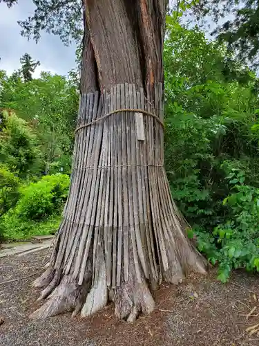 豊景神社の自然