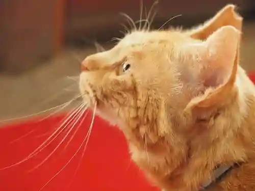 天王山 安楽寺(福井県)