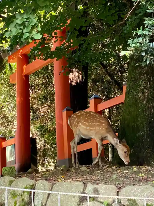 春日大社の動物