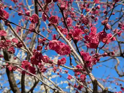 亀戸天神社(東京都)