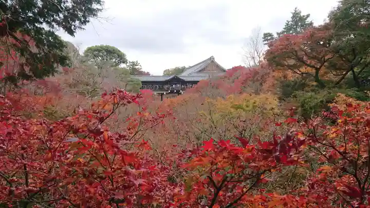 東福禅寺(東福寺)の自然