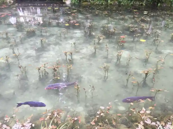 根道神社の動物