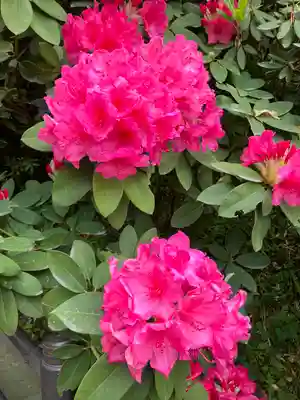 岡寺(龍蓋寺)(奈良県)