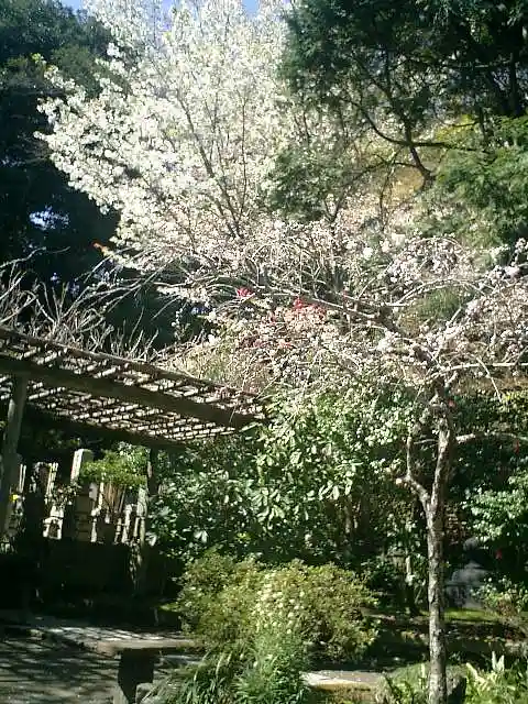 安國論寺(安国論寺)の自然