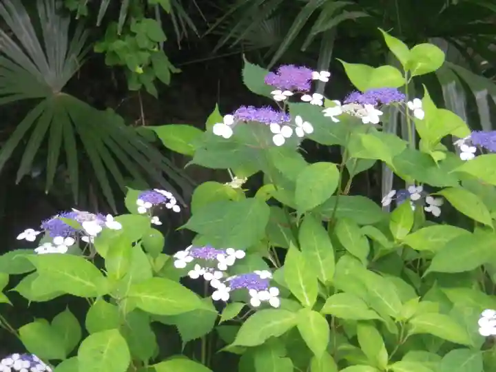 安國論寺(安国論寺)の自然