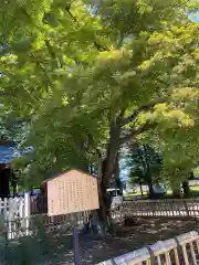 象山神社の自然