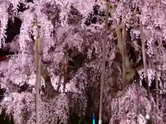 瀧桜神明宮(福島県)