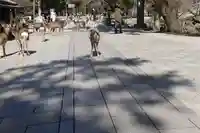 東大寺 法華堂(三月堂)の動物