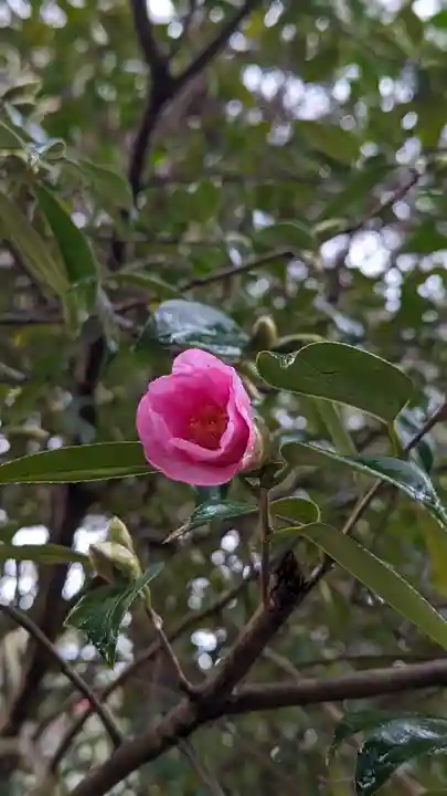 長岡天満宮(京都府)