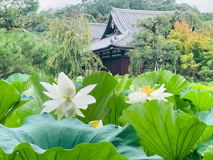 法金剛院(京都府)