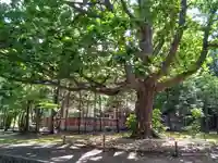 北海道神宮の自然