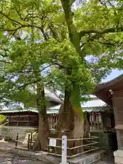 焼津神社(静岡県)