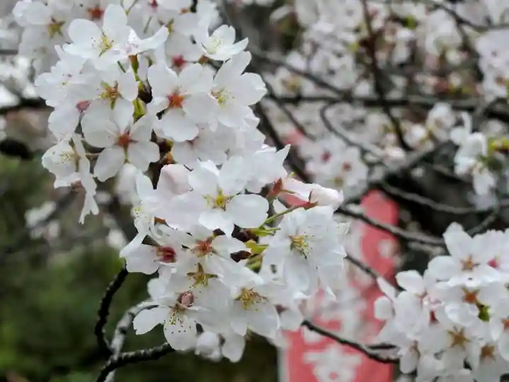 本法寺(京都府)