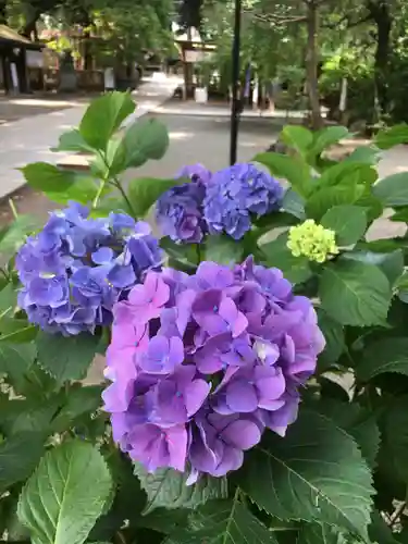 平塚八幡宮の自然