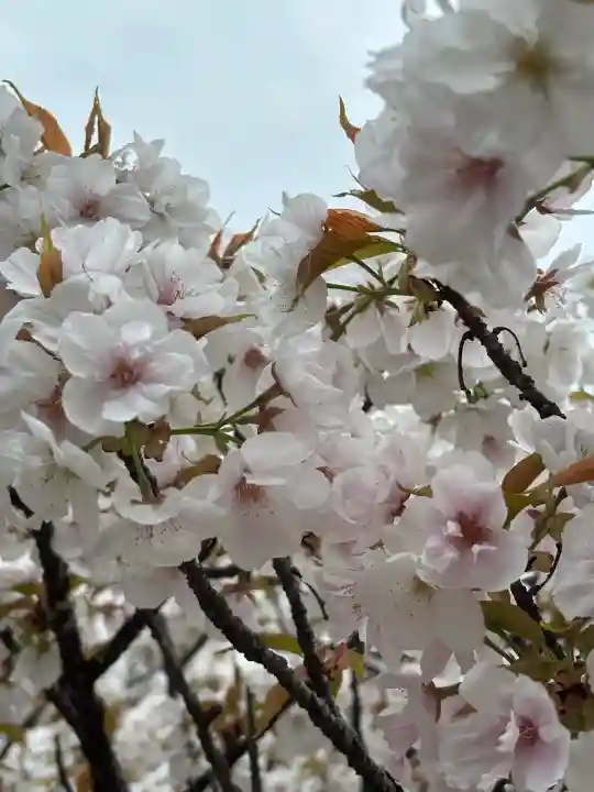 仁和寺の{uncategorized: "未分類", other: "その他", undefined: "問題あり", building: "その他建物", grave: "お墓", sacred_gate: "鳥居", guardian: "狛犬", statue: "像", buddha: "仏像", history: "歴史", nature: "自然", garden: "庭園", animal: "動物", pagoda: "塔", temizu: "手水舎", mountain_gate: "山門・神門", sanctuary: "本殿・本堂", subordinate: "末社・摂社", art: "芸術", scenery: "景色", jizo: "地蔵", ema: "絵馬", goshuin: "御朱印", omikuji: "おみくじ", items: "授与品その他", amulet: "お守り", goshuincho: "御朱印帳", eats: "食事", festival: "お祭り", votive_dance: "神楽", shichigosan: "七五三参", wedding: "結婚式", experience: "体験その他", initially: "初詣", around: "周辺", anti_infection: "感染症対策"}