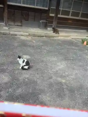 福住寺の動物