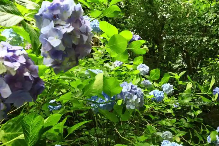 杉本寺(神奈川県)