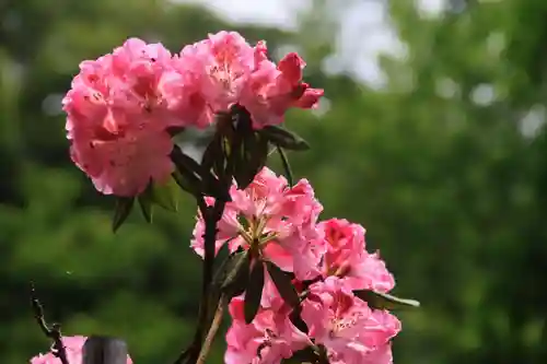 阿久津「田村神社」（郡山市阿久津町）旧社名：伊豆箱根三嶋三社の庭園