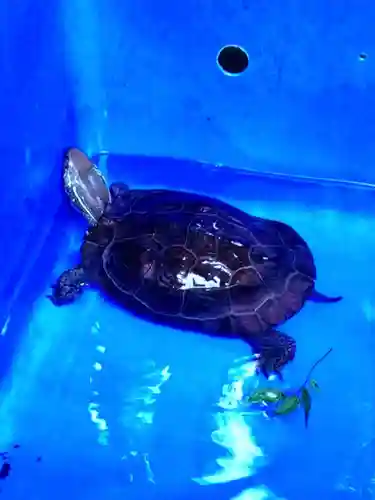 下谷神社(東京都)