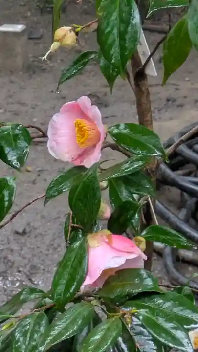 城南宮(京都府)