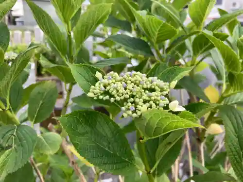 總社 和田八幡宮の自然
