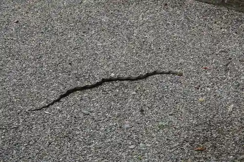 早馬神社の動物