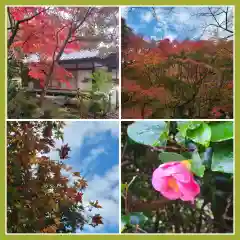 勝持寺（花の寺）の自然