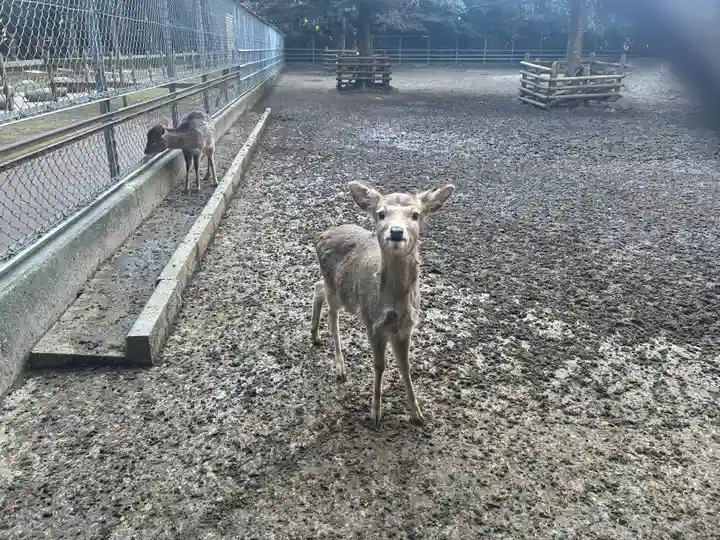 奥宮(鹿島神宮摂社)(茨城県)