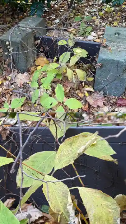 函館八幡宮(北海道)