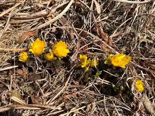 国宝 大法寺の自然