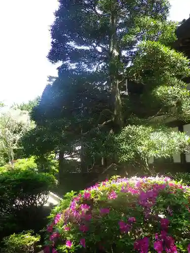 妙本寺の庭園