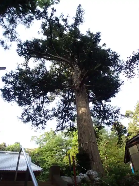 吉田杉山神社の自然