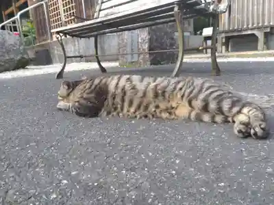 御誕生寺（猫寺）(福井県)