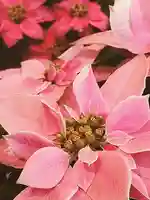 立志神社の自然