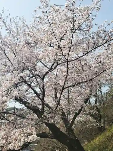 錦着山護国神社の自然