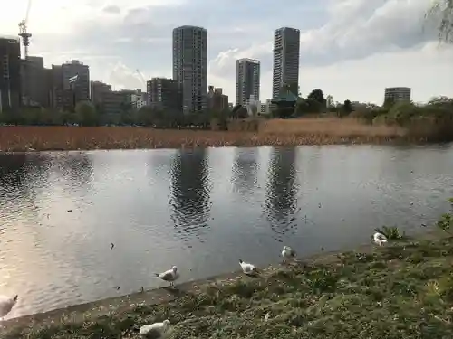寛永寺不忍池弁天堂の動物