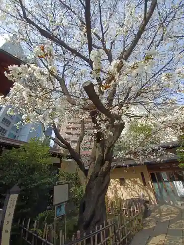金王八幡宮の自然