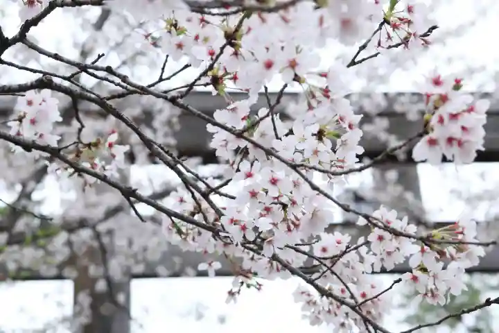 高麗神社の{uncategorized: "未分類", other: "その他", undefined: "問題あり", building: "その他建物", grave: "お墓", sacred_gate: "鳥居", guardian: "狛犬", statue: "像", buddha: "仏像", history: "歴史", nature: "自然", garden: "庭園", animal: "動物", pagoda: "塔", temizu: "手水舎", mountain_gate: "山門・神門", sanctuary: "本殿・本堂", subordinate: "末社・摂社", art: "芸術", scenery: "景色", jizo: "地蔵", ema: "絵馬", goshuin: "御朱印", omikuji: "おみくじ", items: "授与品その他", amulet: "お守り", goshuincho: "御朱印帳", eats: "食事", festival: "お祭り", votive_dance: "神楽", shichigosan: "七五三参", wedding: "結婚式", experience: "体験その他", initially: "初詣", around: "周辺", anti_infection: "感染症対策"}