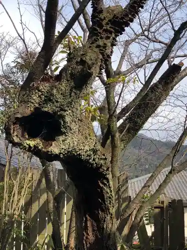 竹中稲荷神社（吉田神社末社）の自然